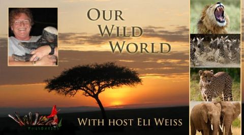 Programme: Our Wild World