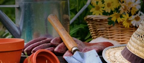 Programme: The Garden Clinic